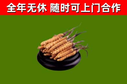 儋州市回收散虫草