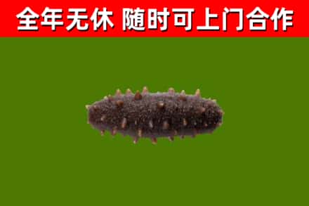 儋州市回收海参干